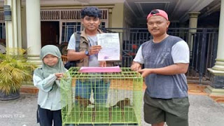 Petugas BKSDA Sumbar menerima sepasang anak kucing hutan dari warga.