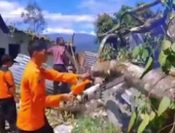 Pohon Jatuh Timpa Rumah di Kecamatan Bukit Sundi