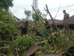 Pohon Tumbang Ganggu Jalan dan Rumah di Lima Lokasi Padang