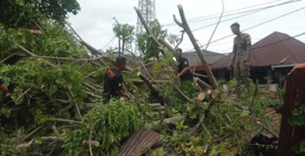 Personil BPBD Padang bersihkan material pohon tumbang di kawasan Simpang Haru.