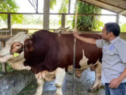 Pasbar Ajukan Sapi Simental untuk Kurban Prabowo