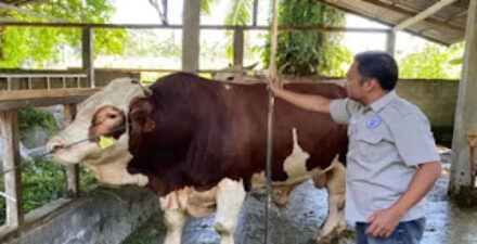 Sapi 1 Ton dari Pasaman Barat Diusulkan Jadi Kurban Presiden