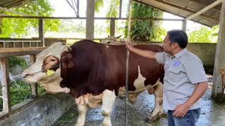 Sapi 1 Ton dari Pasaman Barat Diusulkan Jadi Kurban Presiden