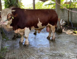 18 Petugas Medis Dikerahkan Cek Hewan Kurban di Pasaman Barat