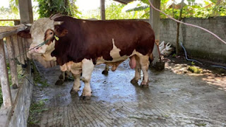 Hewan kurban Presiden Prabowo Subianto pada Idul Adha 1446 Hijriah.