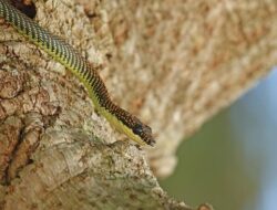 Kesalahan Umum yang Membuat Ular Datang ke Halaman Rumah