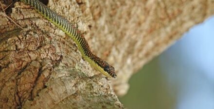 Kesalahan Umum yang Membuat Ular Datang ke Halaman Rumah