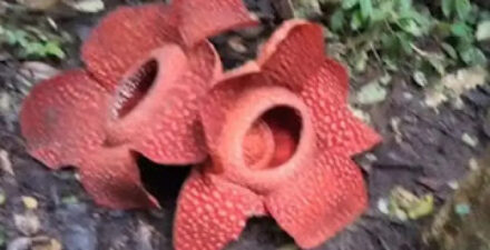 Fenomena Langka, Bunga Rafflesia Mekar Dekat dan Serempak