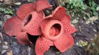 Bunga Rafflesia