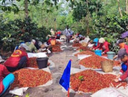 PTPN Targetkan Produksi Kopi JCE Capai Rekor 1.182 Ton