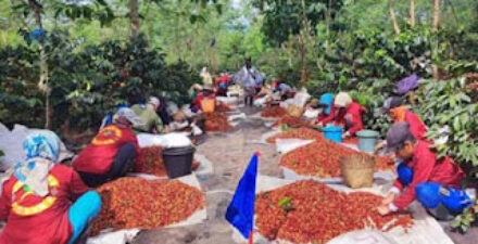 Kopi arabika dari PTPN IV PalmCo.
