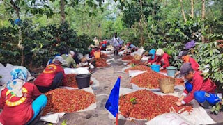 Kopi arabika dari PTPN IV PalmCo.