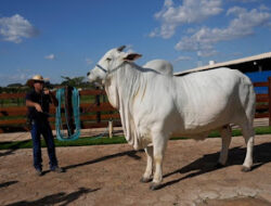 Sapi Super Brasil Dilelang Rp65 M, Tembus Rekor Guinness
