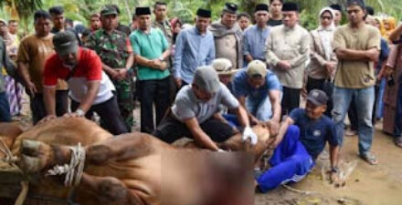 Wawako Maigus Nasir saksikan pemotongan hewan kurban bantuan Presiden Prabowo.