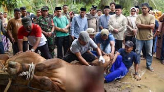 Wawako Maigus Nasir saksikan pemotongan hewan kurban bantuan Presiden Prabowo.