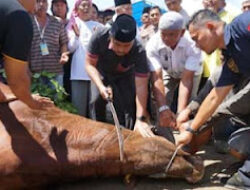 Idul Adha, Pesantren Minangkabau Bagikan 800 Kupon Daging Kurban