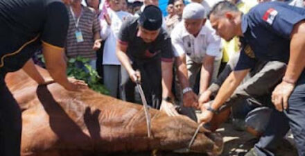 Wagub Vasko sembelih sapi kurban dari Presiden Prabowo di Ponpes Minangkabau.