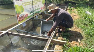 Rencana ujicoba maggot sebagai pakan ikan.