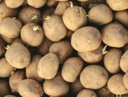 Bahaya Mengonsumsi Kentang Bertunas, Mengancam Kesehatan