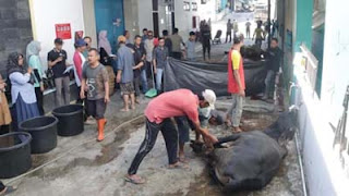 Suasana penyembelihan hewan kurban di kantor PLN UID Sumbar.
