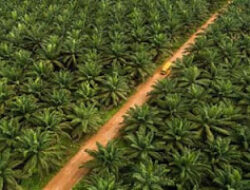 PTPN IV PalmCo Tetap Tangguh di Tengah Penurunan Harga CPO