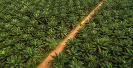 PTPN IV PalmCo Tetap Tangguh di Tengah Penurunan Harga CPO