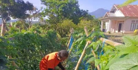 Warga Binaan Lapas Talu Dilatih Bertani
