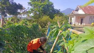 Warga Binaan Lapas Talu Dilatih Bertani