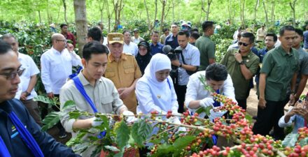 Panen Raya, Wapres: Indonesia Penghasil Kopi Nomor 4 Terbesar di Dunia.