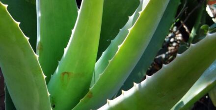 Lidah Buaya, Rahasia Alami untuk Kulit, Rambut, dan Pencernaan