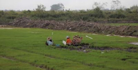 Musim Kemarau, 10 Hektare Sawah di Tanah Datar Alami Kekeringan