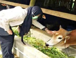 Padang Panjang Siapkan 556 Sapi dan 15 Kambing untuk Kurban Idul Adha 1446 H