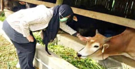 Padang Panjang Siapkan 556 Sapi dan 15 Kambing untuk Kurban Idul Adha 1446 H