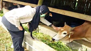 Petugas melakukan pemantauan rutin hewan kurban.