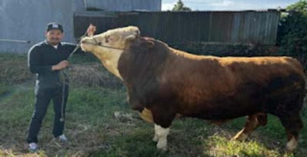 Sapi milik warga Kota Bukittinggi yang dibeli oleh Presiden Prabowo Subianto sebagai hewan kurban Idul Adha 2025.