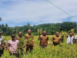 Pasaman Barat Hasilkan 39.796 Ton Padi, Talamau Jadi Penyumbang Tertinggi