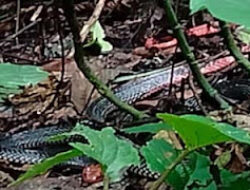 Ular Langka Kepala Merah Ditemukan di Cagar Alam Maninjau, BKSDA, Nyaris Terinjak!