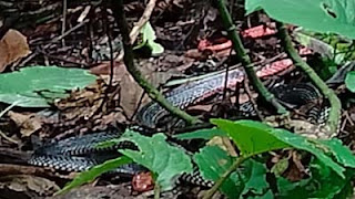Ular Langka Kepala Merah.