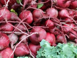 Delapan Makanan Sehat untuk Menjaga Pembuluh Darah Tetap Lancar