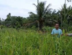 Stok Pangan Pasaman Barat Aman hingga Pertengahan Juli 2025