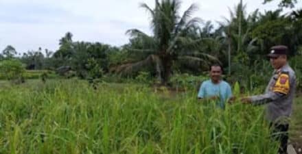 Stok Pangan Pasaman Barat Aman hingga Pertengahan Juli 2025