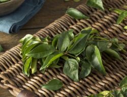 10 Manfaat Rebusan Daun Salam untuk Kesehatan Tubuh