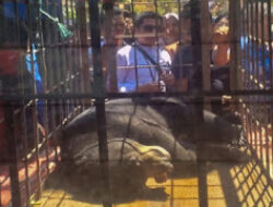 Beruang Madu Masuk Permukiman, BKSDA Sumbar Berhasil Kembalikan ke Habitat Asli