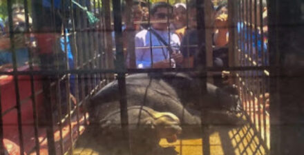 Warga mengamati seekor beruang madu jantan yang dibius petugas.