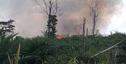 Kebakaran Hutan Kembali Landa Tahura Jambi, 15 Hektare Lahan Terbakar