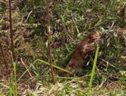 Warga Temukan Kucing Emas Hidup di Perkebunan