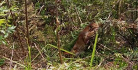 Seekor Kucing Emas terperangkap jerat babi di perkebunan masyarakat