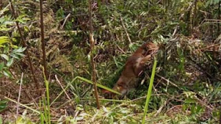Seekor Kucing Emas terperangkap jerat babi di perkebunan masyarakat
