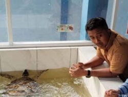 Vasko Ruseimy: Telur Ayam Lebih Sehat Dibanding Telur Penyu