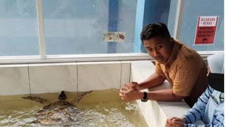 Wakil Gubernur Sumbar Vasko Ruseimy melihat penyu